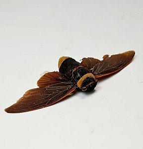 Moth Specimen