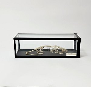 Rat Skeleton in Glass Case