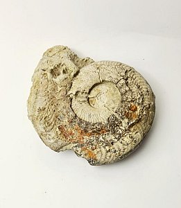 Ammonite Fossil