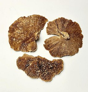 Dried Funghi Soecimen (3 pieces)