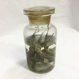 Small Jar Of Pickled Lizards