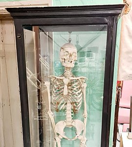 Vintage Human Teaching Skeleton in Glass Case