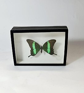 Butterfly In Case