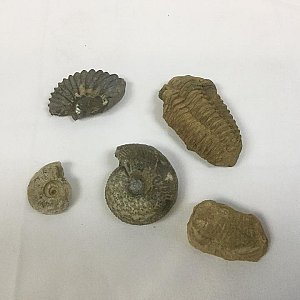 Small Fossil (priced individually)