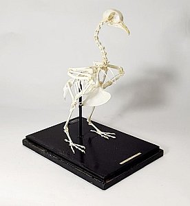 Mounted Wood Pigeon Skeleton In Case