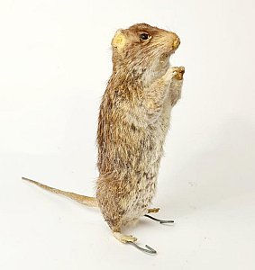 Taxidermy Rat