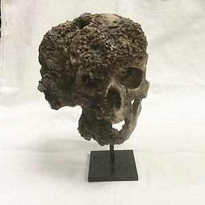 Elephant Man Skull Model