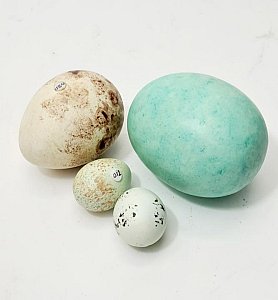 Imitation Birds Egg (priced separately)