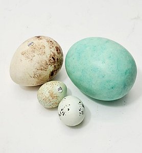 Imitation Birds Egg