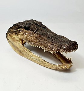 Small Taxidermy Alligator Head