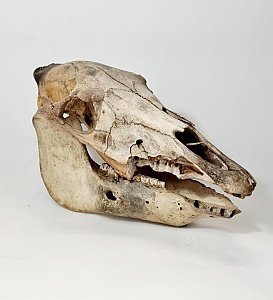 Donkey Skull