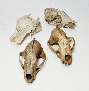 Animal Skull