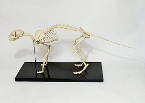 Mounted Cat Skeleton