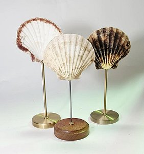 Shell On Stand