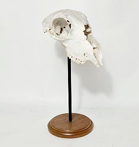 Sheep Skull On Stand