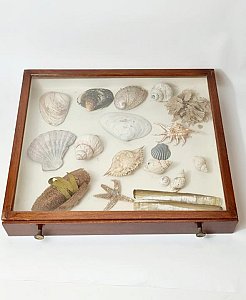 Shell Display In Glass Case