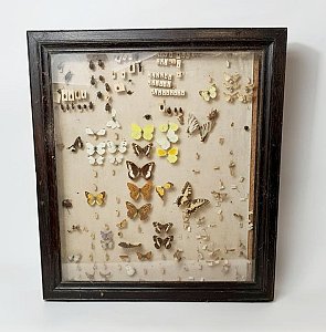 Large Case Of Mounted Butterflies