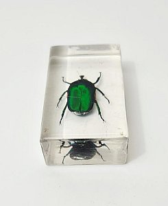 Beetle In Resin