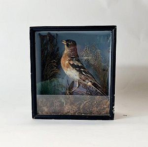 Vintage Taxidermy Songbird In Case