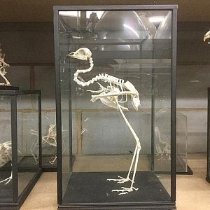 Large Cased Bird Skeleton