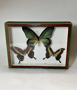 Cased Set Of 3 Butterflies