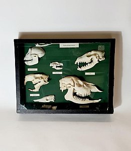 Collection of Animal Skulls