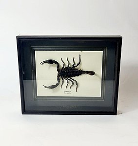 Scorpion Specimen In Case