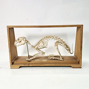 Mounted Rabbit Skeleton