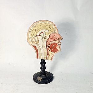Period Anatomical Half-Head on Turned Wooden Base