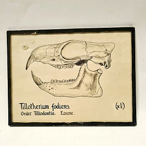 Sketch of Rabbit Skull