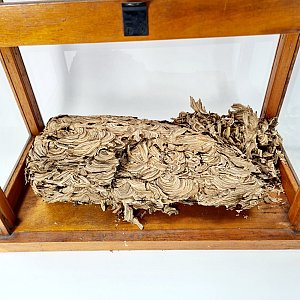 Wasps Nest In Display Cabinet