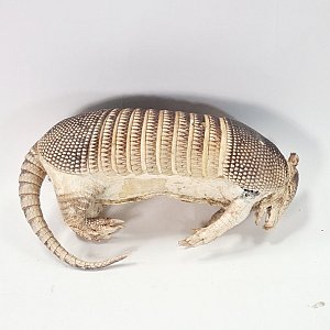 Taxidermy Armadillo