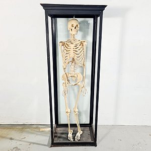 Composite Teaching Skeleton In Glass Case