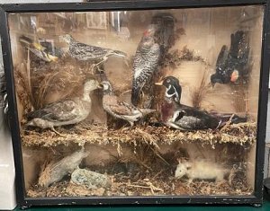 Victorian Taxidermy Bird Collection in Case