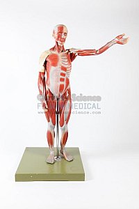 Anatomical Model