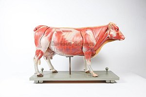 Anatomical Model Of Cow
