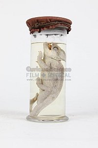 Chameleon in glass jar