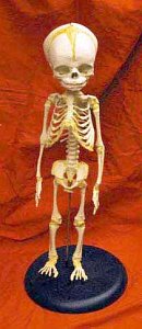 Skeleton Of Baby Mounted On Stand Cast