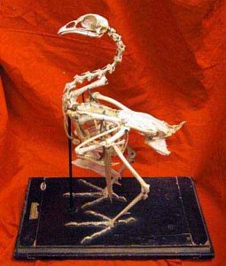 Antique Bird Skeleton