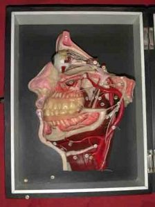 Wax anatomical model of the head.