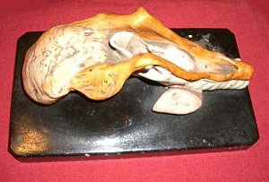 Plaster Model Of The Tongue