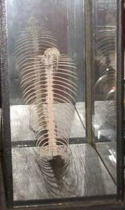 COBRA SKELETON