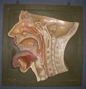 Large dental/ent model, wall mounted