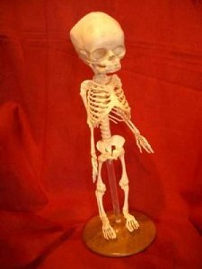 Baby skeleton on stand, replica.