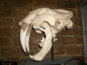 Cast sabre tooth tiger skull.