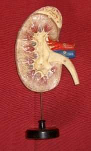 Papier mache kidney on stand