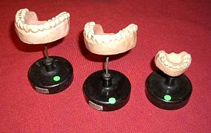 Group of tooth models