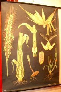 Botanical chart of corn