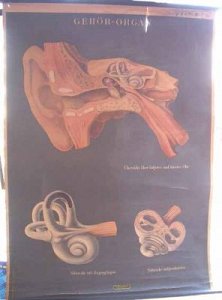 Chart of ear