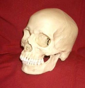 Human skull cast